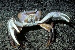 Mud-flat Cardisoma-Crab (Cardisoma carnifex)