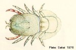 Coral-gall Crab (Cryptochirus coralliodytes)
