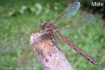 Green-barred Dragonfly (Anaciaeschna jaspidea)