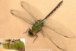 Blue-waist Dragonfly (Anax guttatus)