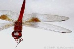 Blue-flash Dragonfly (Tholymis tillarga)