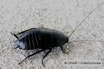 Black Wingless Cockroach (Melanozosteria nitida)