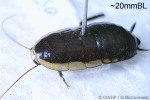 White-edged Wingless Cockroach (Melanozosteria soror)