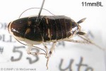 White-edged Cockroach (Lobopterella dimidiatipes)