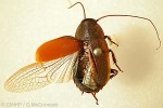 Pacific Beetle-Cockroach (Diploptera punctata)