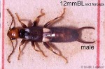 Enlarged Image of 'Marava arachidis'