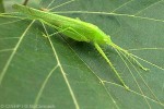 Predatory Grasshopper (Phisis holdhausi)