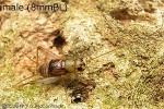 Common Shore-cricket (Thetella tarnis)