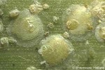 Enlarged Image of 'Abragallaspis cyanophylli'