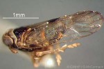 Micro Delphacid Planthopper (Opiconsiva paludum)