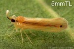 Onespot Derbid-Planthopper (Swezeyia lyricen)