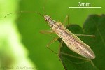 Pale Damsel-bug (Nabis capsiformis)