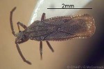 Lantana Lace Bug (Teleonemia scrupulosa QQMaja)