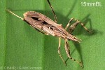 Pacific Assassin-bug (Oncocephalus pacificus)