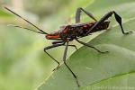 Enlarged Image of 'Leptoglossus australis'