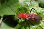 Red Bug (Leptocoris rufomarginatus)