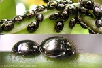 Pacific Legume-Bug (Brachyplatus pacificus)