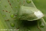 Green Vegetable-Bug (Nezara viridula)