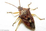 Schellembergs Soldier Bug (Oechalia schellembergii)