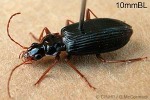 unknown carabid beetle (CarabidQQRR1)