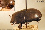 Jepson's Beetle (Plaesius javanus)