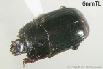 Hister Beetle (Platysoma urvillei)