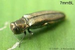 a jewel beetle (Agrilus QQRR)
