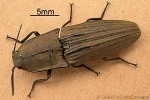 Enlarged Image of 'Giant Click-Beetle QQMaja'