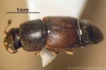 Corn-sap Beetle (Carpophilus dimidiatus)