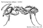 Enlarged Image of 'Technomyrmex albipes'