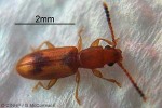 Desjardin's Flat-Beetle (Cryptamorpha desjardinsi)