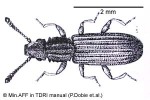 Enlarged Image of 'Oryzaephilus surinamensis'
