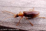 Oedemerid Beetle (Eobia bicolor)