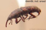 Red-brown Weevil (Diocalandra taitensis)