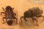 Small Sweetpotato Weevil (Euscepes postfasciatus)
