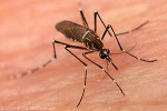 Dengue Mosquito (Aedes aegypti)