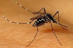 Enlarged Image of 'Aedes polynesiensis'