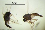Tinyfly (midge) (Orthocladus QQnrPK4)