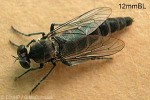 Enlarged Image of 'Robberfly QQPK34'