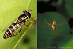 Yellow-banded Hoverfly (Allograpta amphotera)