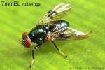 Picture-wing Fly (Pseudorichardia flavitorsis)