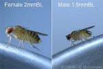 Enlarged Image of 'Drosophila melanogaster QQ'