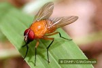 Red Fly (Dichaetomyia vicaria)