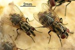 Skin Fly (Musca sorbens)