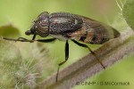 Eye-striped Blowfly (Stomorhina discolor)