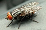 Golden Flesh-fly (Oxysarcodexia taitensis)