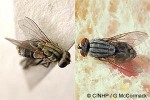 a small flesh-fly (Sarcophagula occidua)