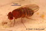 Drosophilid-Fly (Drosophila nasuta)