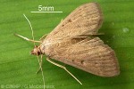 Tropical Grass-moth (Herpetogramma licarsisalis)