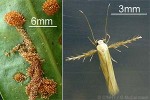 Fern-sori Moth (Calicotis QQsp1)